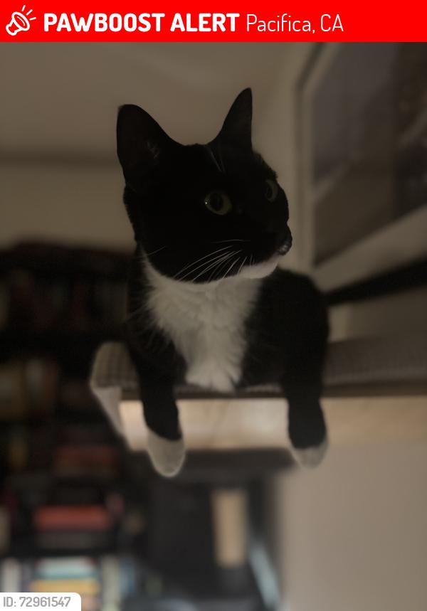 Lost Female Cat last seen Lerida st, Pacifica, CA 94044