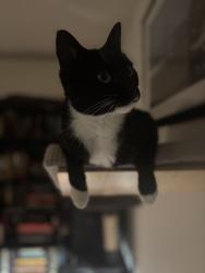 Lost Female Cat last seen Lerida st, Pacifica, CA 94044