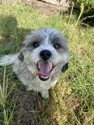Found/Stray Unknown Dog last seen Bowman Roberts , Fort Worth, TX 76179