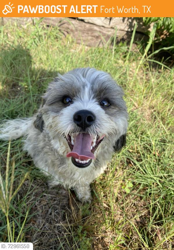 Found/Stray Unknown Dog last seen Bowman Roberts , Fort Worth, TX 76179