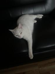 Reunited Male Cat last seen 4th street and Depot rd, Huntington Station, NY 11746