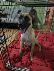 Found/Stray Female Dog last seen S M @ Mayrant, Wynnewood North neighborhood, Dallas, TX 75224