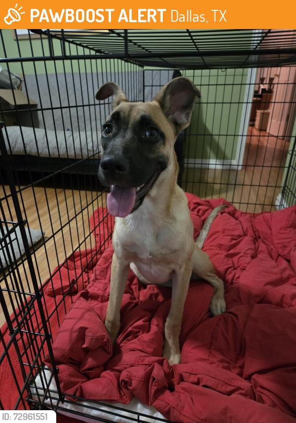 Found/Stray Female Dog last seen S M @ Mayrant, Wynnewood North neighborhood, Dallas, TX 75224