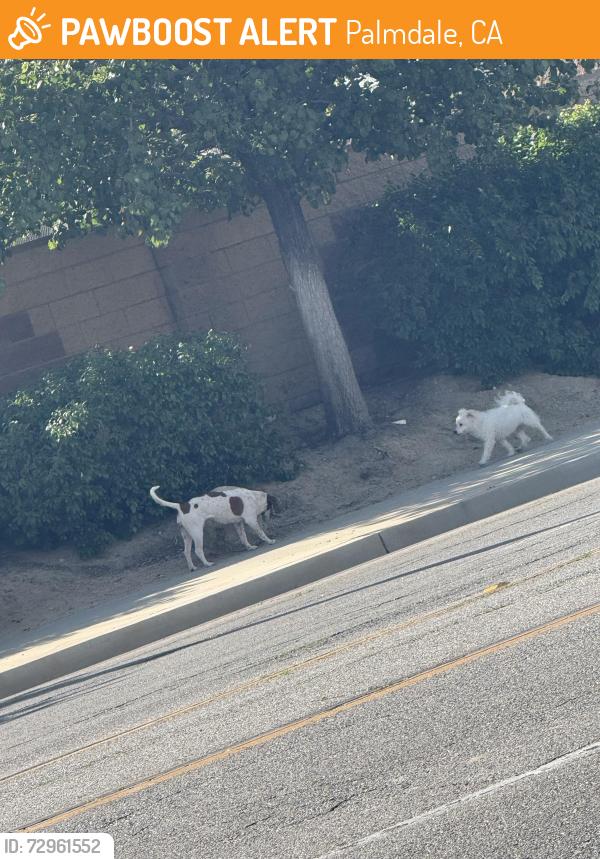 Found/Stray Unknown Dog last seen Ave r-8 and 40th street, Palmdale, CA 93550