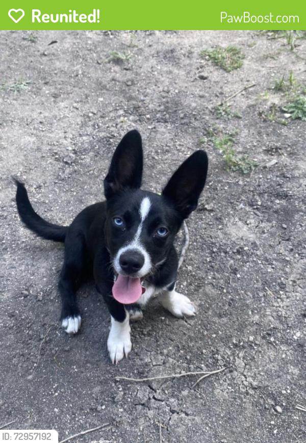 Reunited Male Dog last seen Ferris Road near lancaster airport, Lancaster, TX 75146