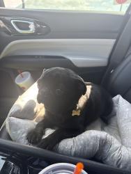 Lost Male Dog last seen Manning St, Grand Prairie, TX, Grand Prairie, TX 75051