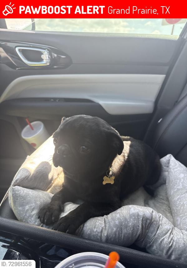 Lost Male Dog last seen Manning St, Grand Prairie, TX, Grand Prairie, TX 75051