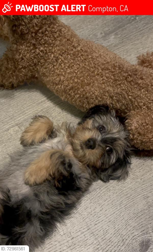 Lost Female Dog last seen Willmington and w 138st, Compton, CA 90222