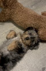 Lost Female Dog last seen Willmington and w 138st, Compton, CA 90222