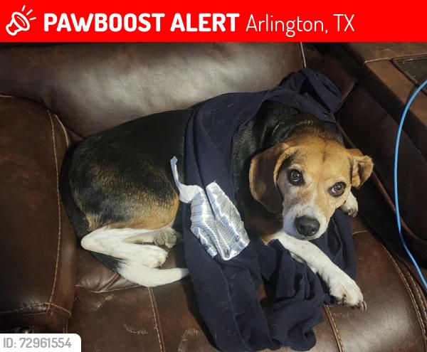 Lost Male Dog last seen Roaming around the neighborhood, Roger’s Park, Kennadale high school, Kennedale, TX 76060