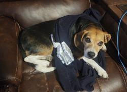 Lost Male Dog last seen Roaming around the neighborhood, Roger’s Park, Kennadale high school, Kennedale, TX 76060