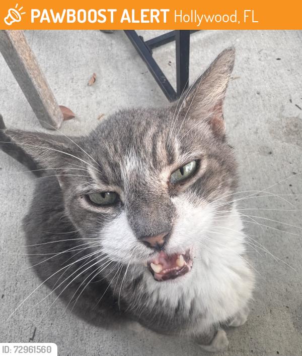 Found/Stray Unknown Cat last seen Johnson and 66th, Hollywood, FL 33024