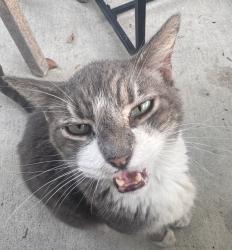 Found/Stray Unknown Cat last seen Johnson and 66th, Hollywood, FL 33024