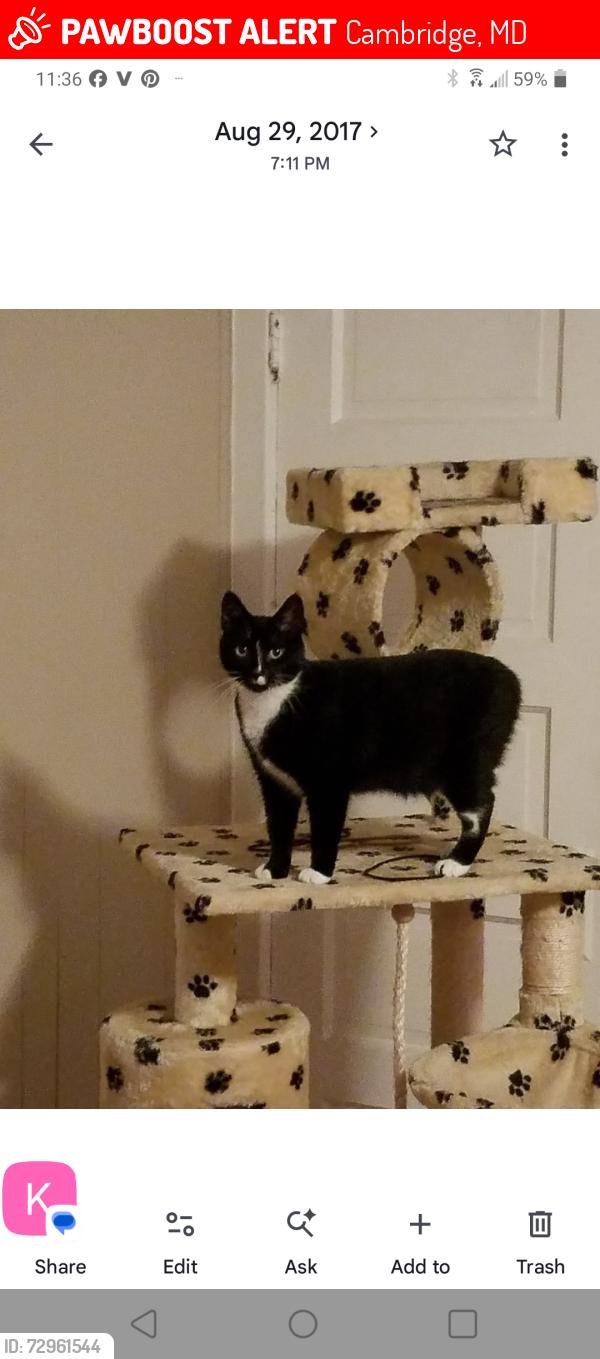 Lost Female Cat last seen Oakley and School, Cambridge, MD 21613