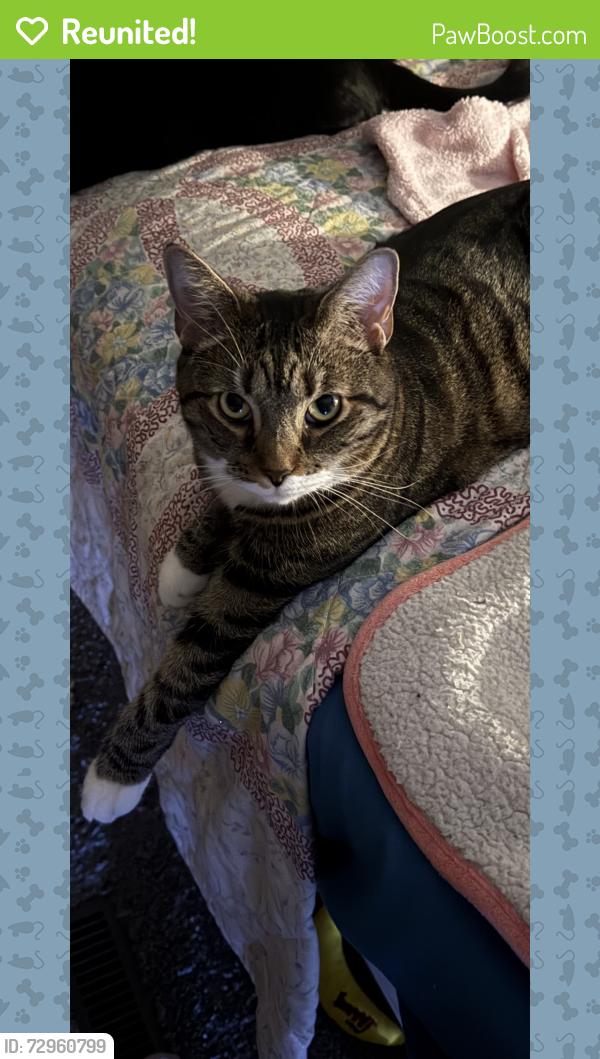 Reunited Female Cat last seen Kenseth on one end. Claremont on the other end. Parallel to McCauley.  , Allison Park, PA 15101