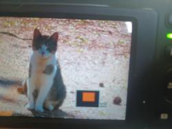 Lost Female Cat last seen Buckbee Road Clintonville WI, Waupaca County, WI 54950