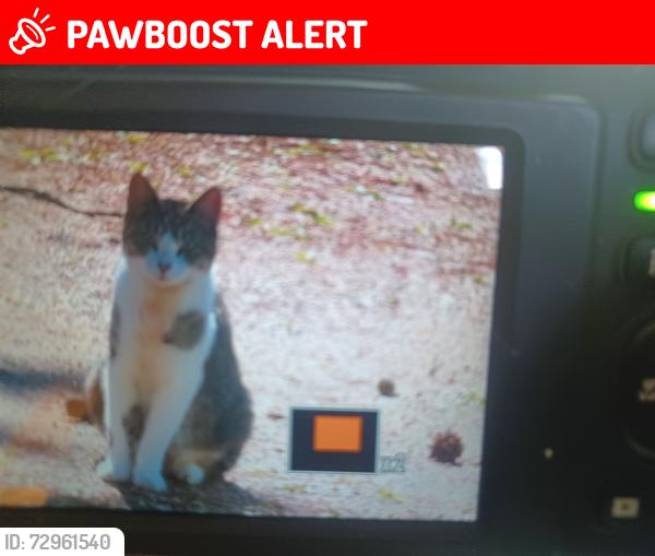 Lost Female Cat last seen Buckbee Road Clintonville WI, Waupaca County, WI 54950
