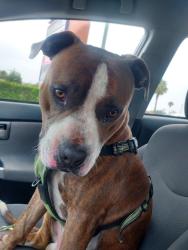 Found/Stray Male Dog last seen Anaheim Town Square , Anaheim, CA 92806