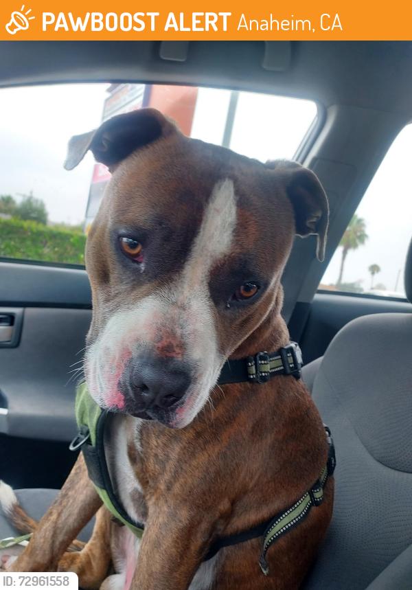 Found/Stray Male Dog last seen Anaheim Town Square , Anaheim, CA 92806