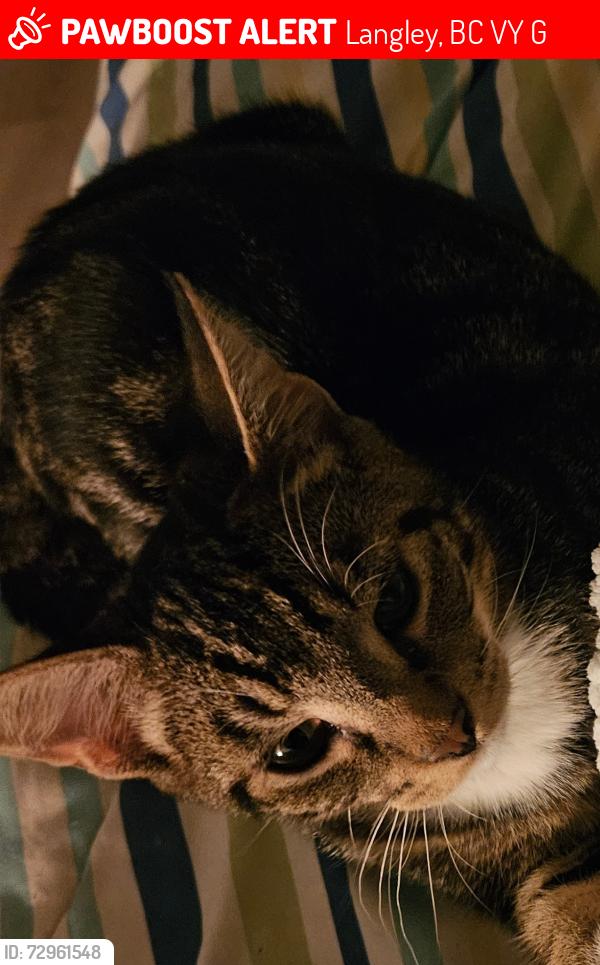 Lost Male Cat last seen Near ave and 200 A street, Langley, BC V2Y 3G5