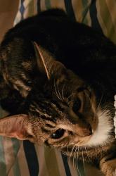Lost Male Cat last seen Near ave and 200 A street, Langley, BC V2Y 3G5