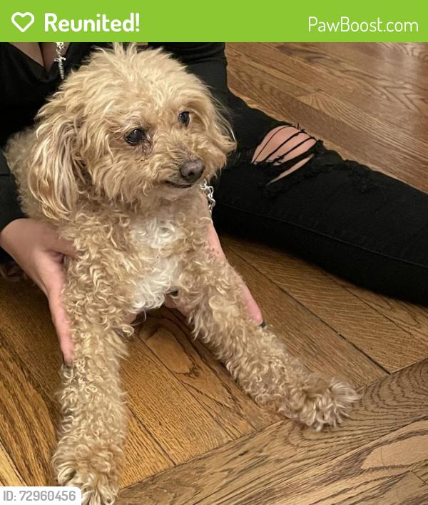 Reunited Female Dog last seen Whittier Avenue, Levittown, NY 11756