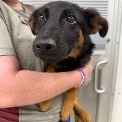 Shelter Stray Male Dog last seen Brazos County, TX 77845, Bryan, TX 77807