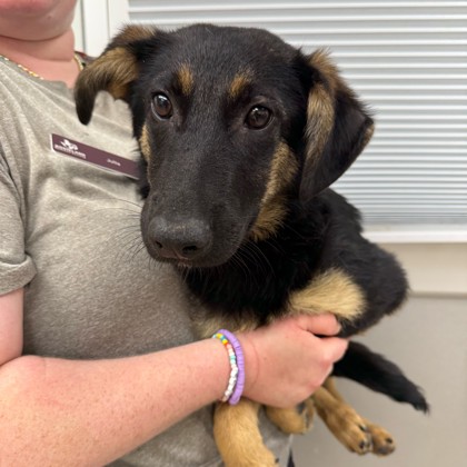 Shelter Stray Female Dog last seen Brazos County, TX 77845, Bryan, TX 77807