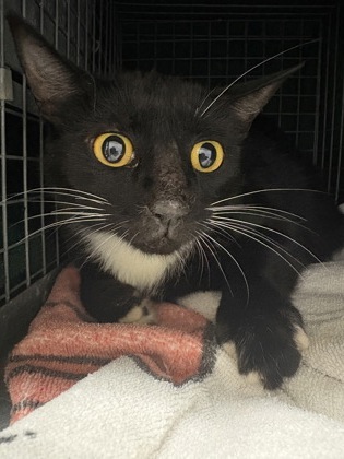 Shelter Stray Female Cat last seen Near old hammond hwy, 70816, LA, Baton Rouge, LA 70820