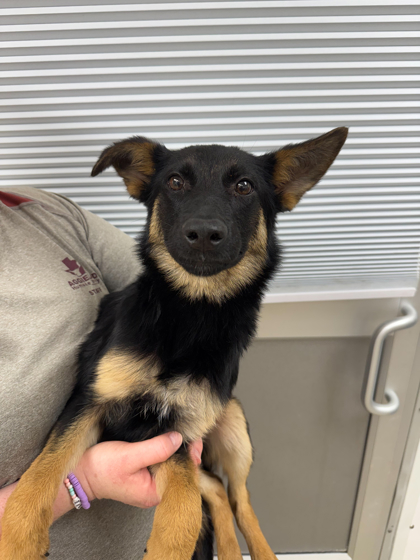 Shelter Stray Female Dog last seen Brazos County, TX 77845, Bryan, TX 77807