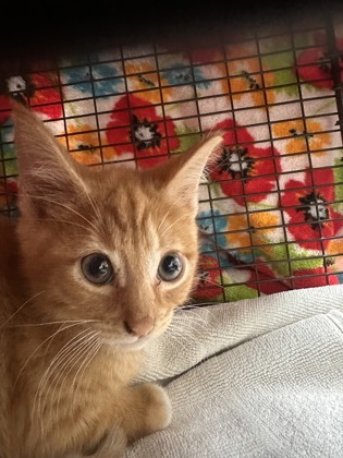 Shelter Stray Male Cat last seen Near Lake Calais ct, 70808, LA, Baton Rouge, LA 70820