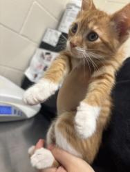 Shelter Stray Male Cat last seen Near Glenwood dr, 70806, LA, Baton Rouge, LA 70820