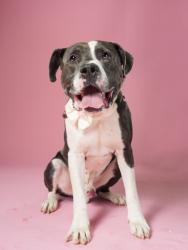 Shelter Stray Male Dog last seen Atlanta, GA 30315, Atlanta, GA 30336