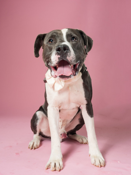 Shelter Stray Male Dog last seen Atlanta, GA 30315, Atlanta, GA 30336