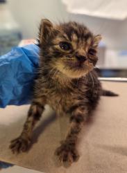 Shelter Stray Female Cat last seen Fedora & Crystal, Fresno Zone Fresno CO 2 93705, CA, Fresno, CA 93706