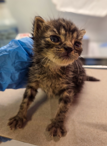 Shelter Stray Female Cat last seen Fedora & Crystal, Fresno Zone Fresno CO 2 93705, CA, Fresno, CA 93706