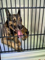 Shelter Stray Male Dog last seen Atlanta, GA 30313, Atlanta, GA 30336