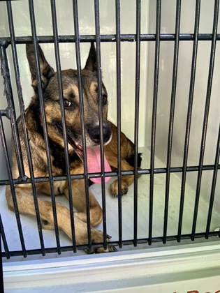 Shelter Stray Male Dog last seen Atlanta, GA 30313, Atlanta, GA 30336