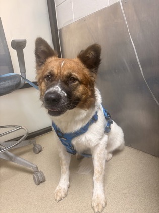 Shelter Stray Male Dog last seen Fort Worth, TX 76116, Fort Worth, TX 76119