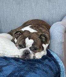 Reunited Male Dog last seen Lakeshore Dr. and Foxglove, Erie, PA 16505