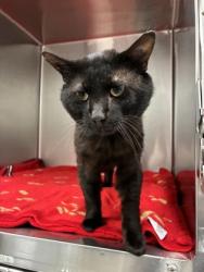 Shelter Stray Male Cat last seen Near E 7th St, 64124, MO, Kansas City, MO 64132