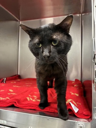 Shelter Stray Male Cat last seen Near E 7th St, 64124, MO, Kansas City, MO 64132