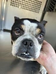 Shelter Stray Female Dog last seen Fort Worth, TX 76120, Fort Worth, TX 76119