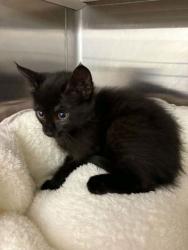 Shelter Stray Male Cat last seen Cleburne, TX , Cleburne, TX 76033