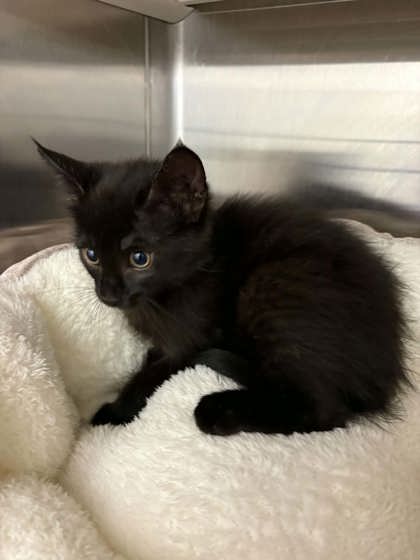 Shelter Stray Male Cat last seen Cleburne, TX , Cleburne, TX 76033