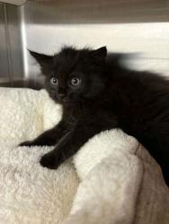 Shelter Stray Female Cat last seen Cleburne, TX , Cleburne, TX 76033