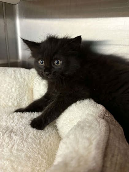 Shelter Stray Female Cat last seen Cleburne, TX , Cleburne, TX 76033