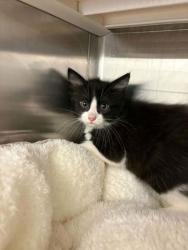 Shelter Stray Male Cat last seen Cleburne, TX , Cleburne, TX 76033