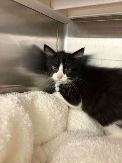 Shelter Stray Male Cat last seen Cleburne, TX , Cleburne, TX 76033