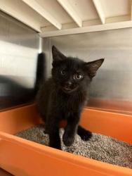 Shelter Stray Female Cat last seen Cleburne, TX , Cleburne, TX 76033